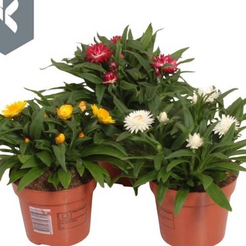 Strohblume mix T17 H035