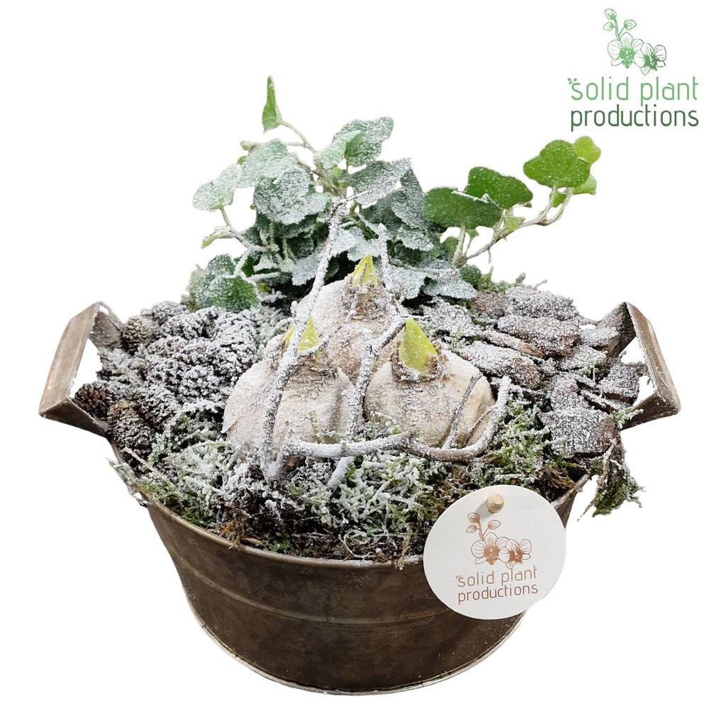 Hyac.Arr AZC004 Zinc Weihnachten T20 H018