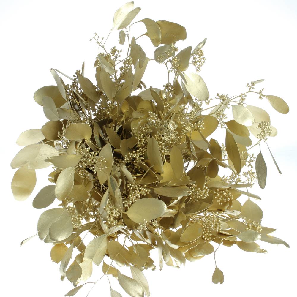 Populus gold Frucht 150 Gramm 50cm