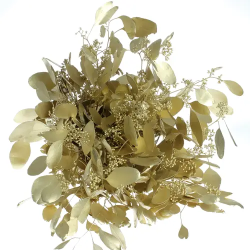 Populus gold Frucht 150 Gramm 50cm