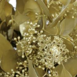 Populus gold Frucht 150 Gramm 50cm