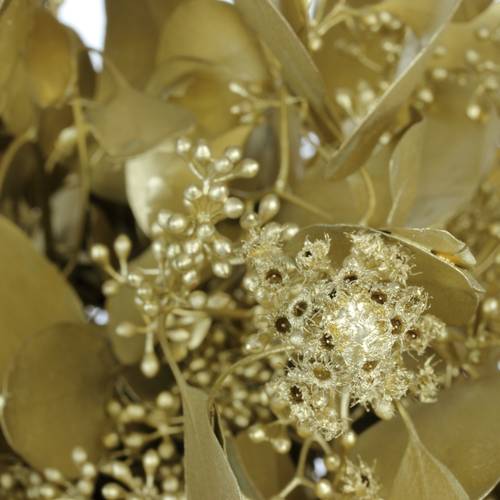 Populus gold Frucht 150 Gramm 50cm