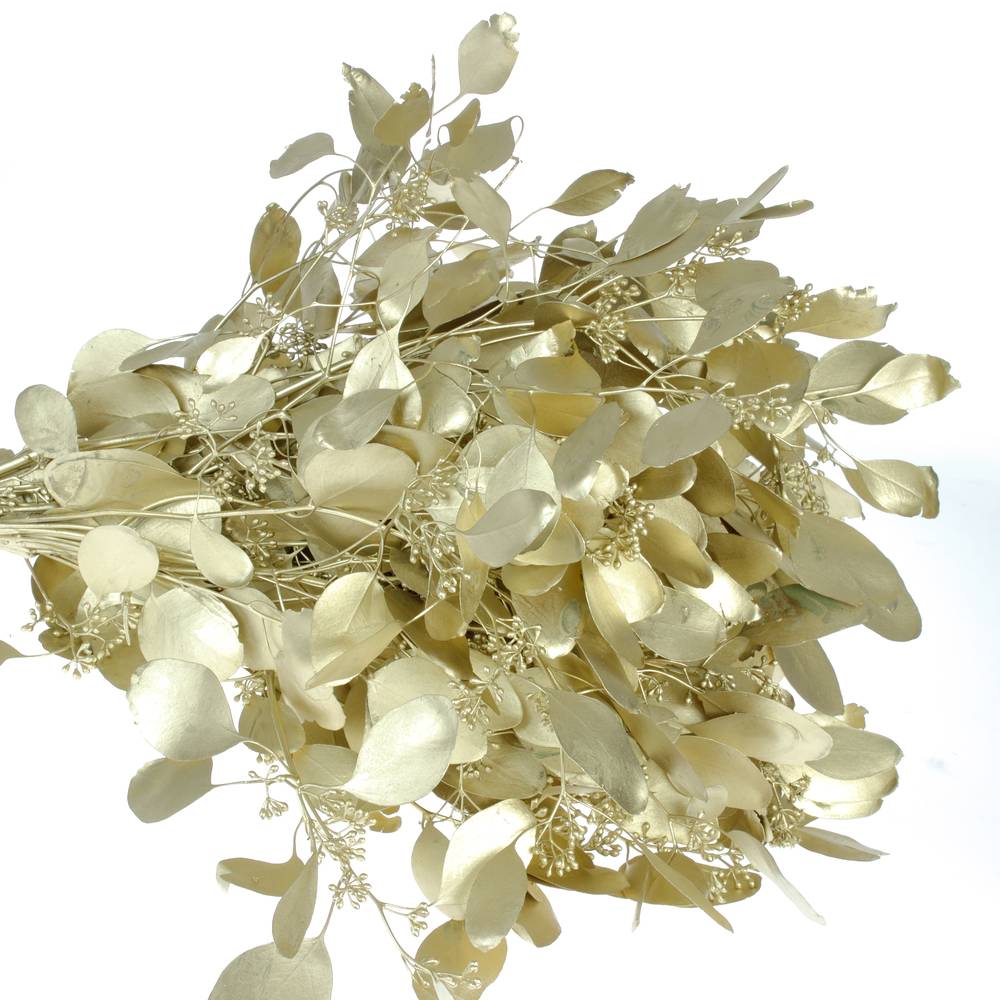 Populus gold Frucht 150 Gramm 50cm