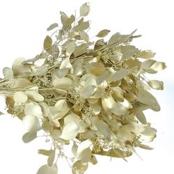 Populus gold Frucht 150 Gramm 50cm