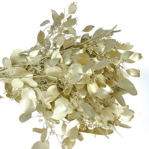 Populus gold Frucht 150 Gramm 50cm