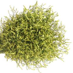 Limonium gelb Pineapple Diamond 40Gramm 75cm