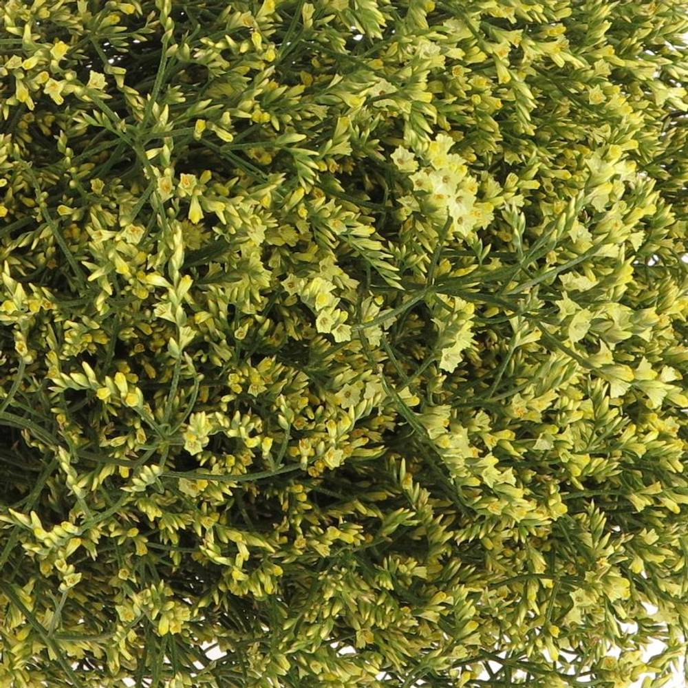 Limonium gelb Pineapple Diamond 40Gramm 75cm