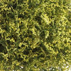 Limonium gelb Pineapple Diamond 40Gramm 75cm