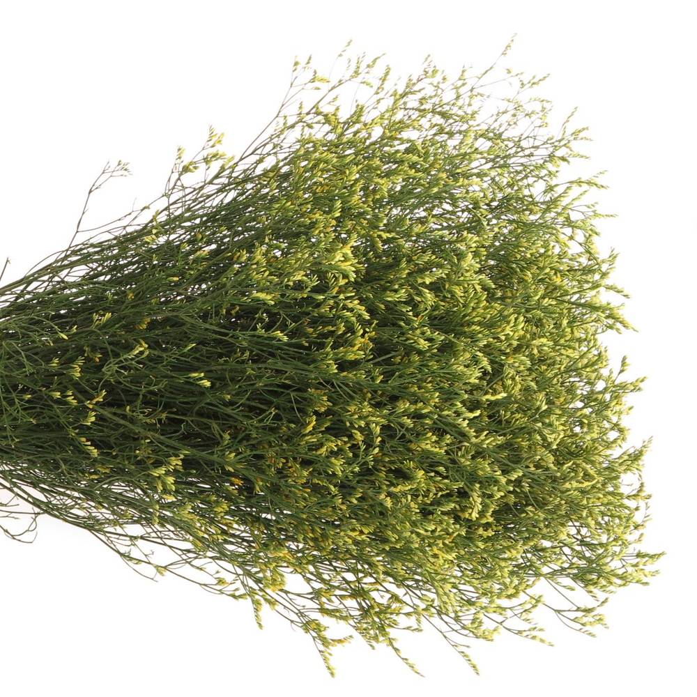 Limonium gelb Pineapple Diamond 40Gramm 75cm