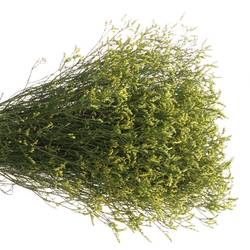 Limonium gelb Pineapple Diamond 40Gramm 75cm