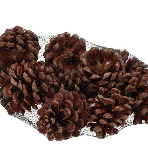 Trocken Pinea natur x12