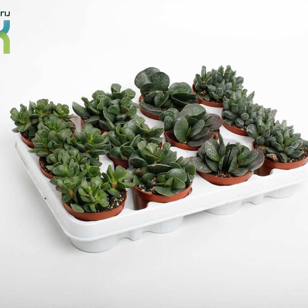 Adromiscus mix T08,5 H10