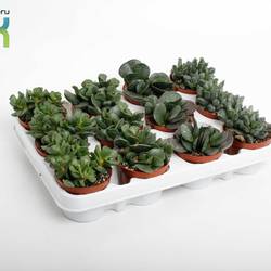 Adromiscus mix T08,5 H10