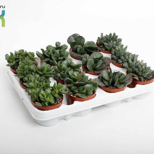 Adromiscus mix T08,5 H10