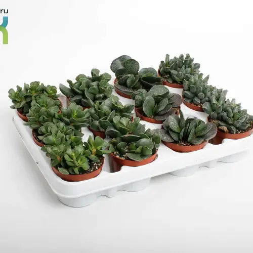 Adromiscus mix T08,5 H10