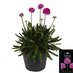 Armeria Dreameria rosa Sweet T15 H030