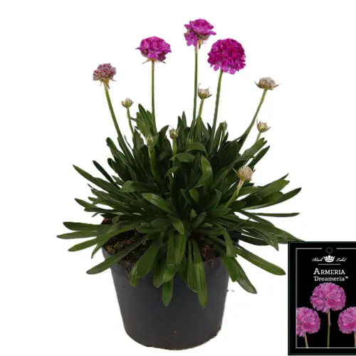 Armeria Dreameria rosa Sweet T15 H030
