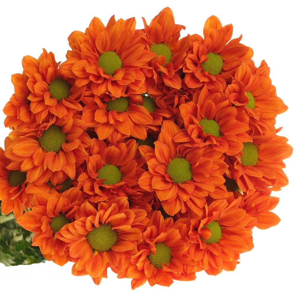 Chrys.Tros orange Marcato 65 Gramm 72cm