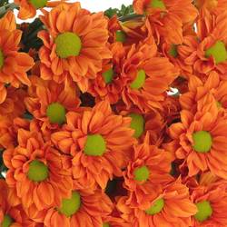 Chrys.Tros orange Marcato 65 Gramm 72cm