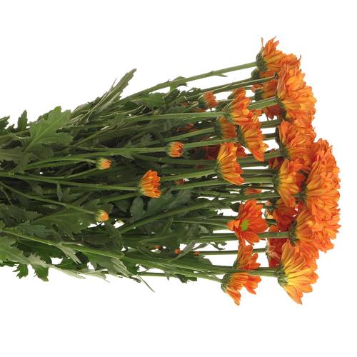 Chrys.Tros orange Marcato 65 Gramm 72cm