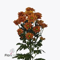 Chrys.Tros orange Marcato 65 Gramm 72cm