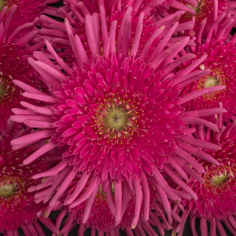 Gerbera rosa Pasta Frivol