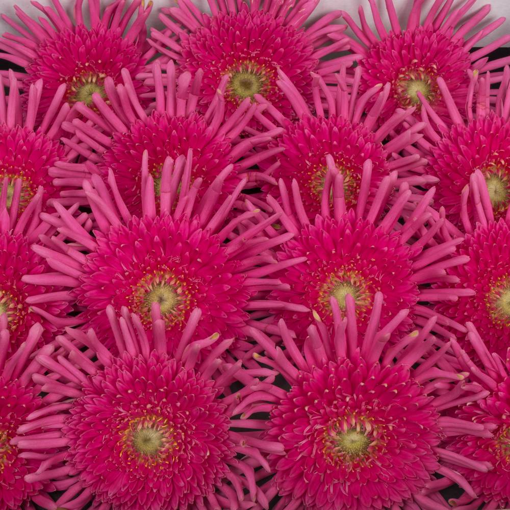 Gerbera rosa Pasta Frivol