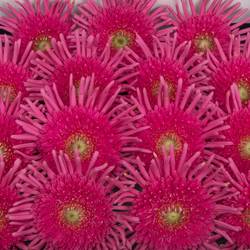 Gerbera rosa Pasta Frivol