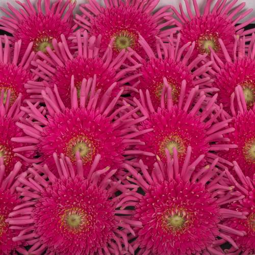 Gerbera rosa Pasta Frivol