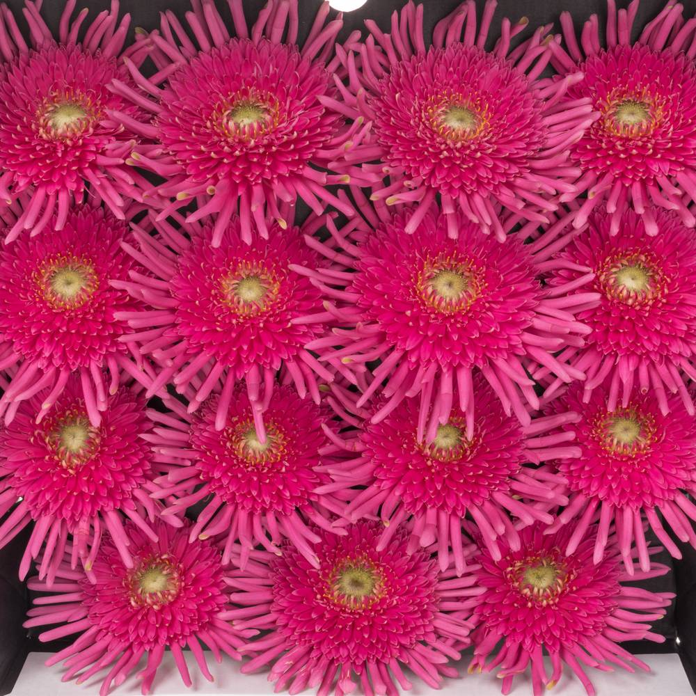 Gerbera rosa Pasta Frivol