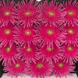 Gerbera rosa Pasta Frivol