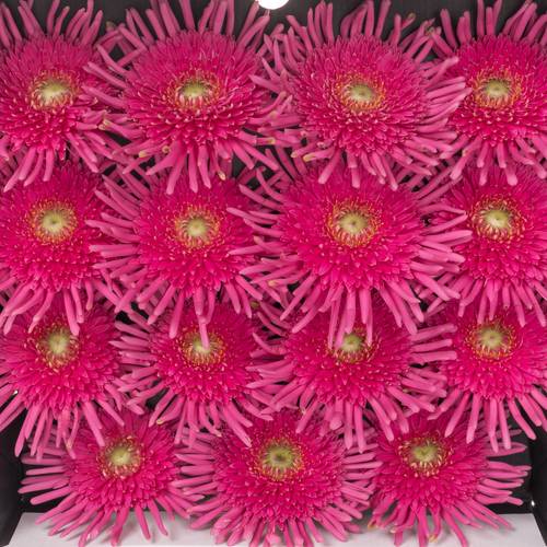 Gerbera rosa Pasta Frivol