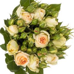 Rose Freiland hell gelb Matthias Claude 4+Blüte 40cm