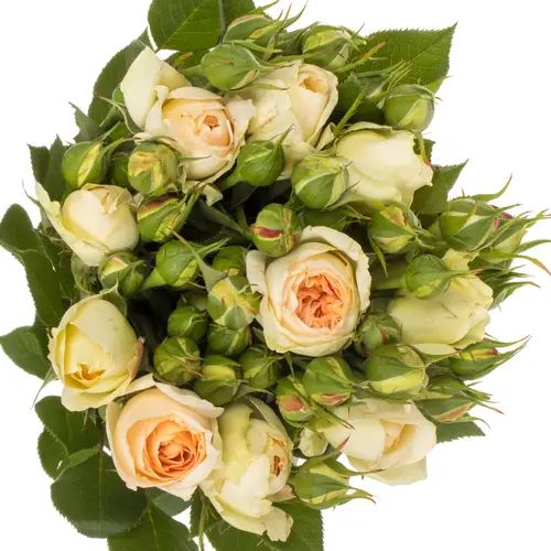 Rose Freiland hell gelb Matthias Claude 4+Blüte 40cm