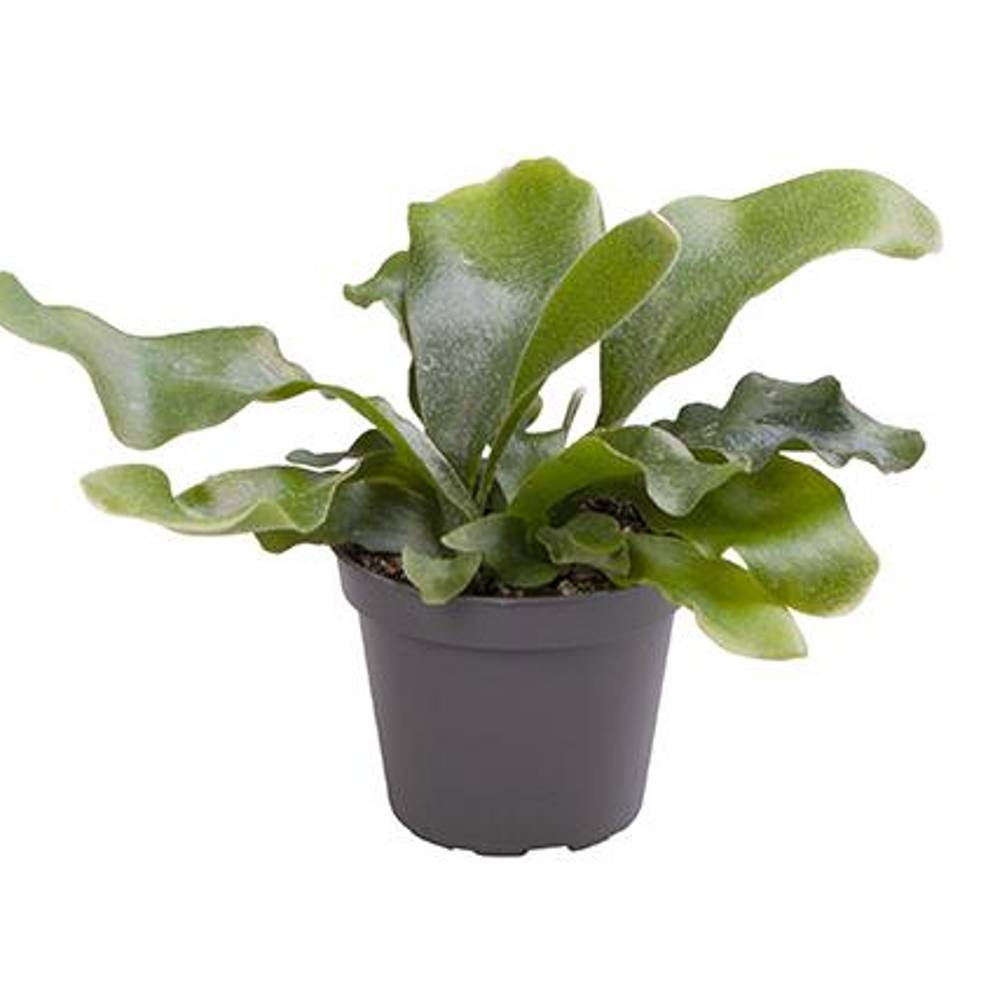 Platycerium Grande T6 H15