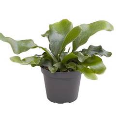 Platycerium Grande T6 H15