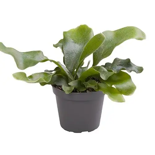 Platycerium Grande T6 H15