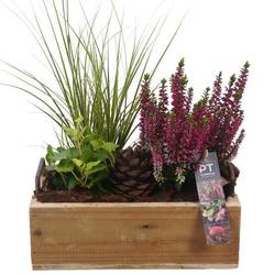 Garten.Arr PTHO4236 T25 H040