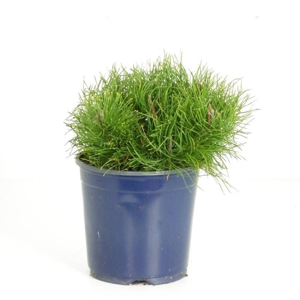 Pinus Mugo Pumilio17 T17 H020