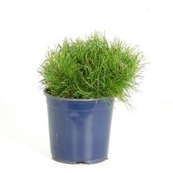 Pinus Mugo Pumilio17 T17 H020