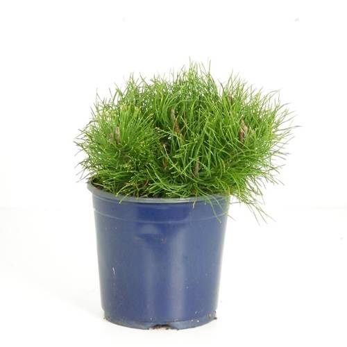 Pinus Mugo Pumilio17 T17 H020
