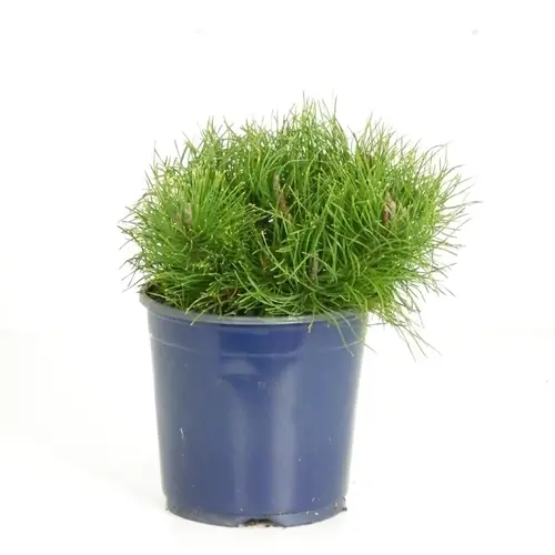 Pinus Mugo Pumilio17 T17 H020