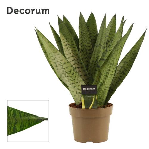 Sanseveria Zeylanic Bereich Form T14 H050