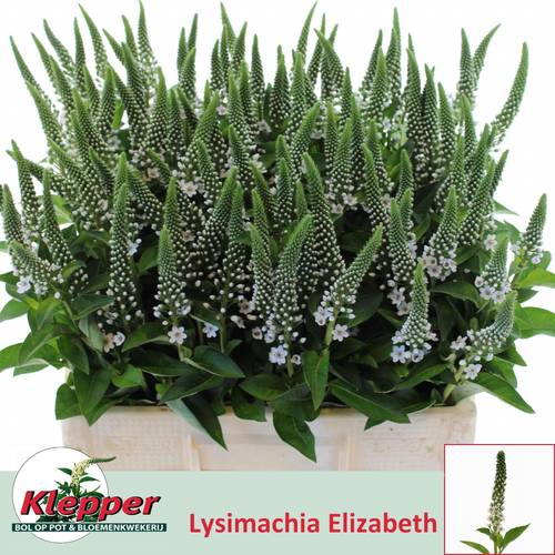 Lysemachia weiss Elisabeth 60cm