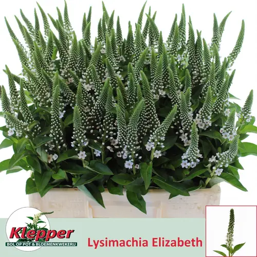 Lysemachia weiss Elisabeth 60cm