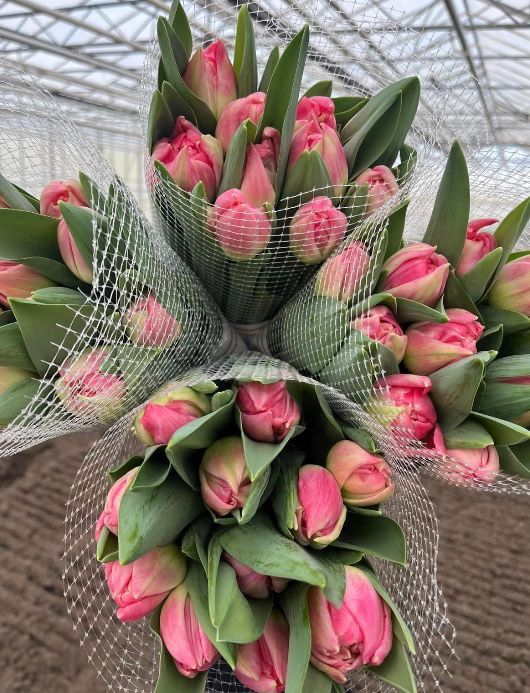 Tulpe rosa doppel Fanfare  Coas Tulip 65 Gramm