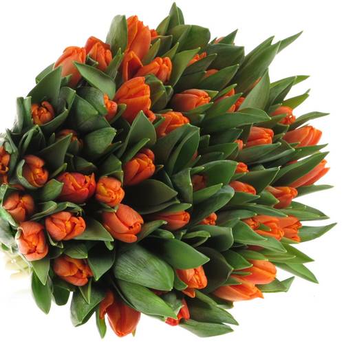 Tulpe orange Pako 26 Gramm