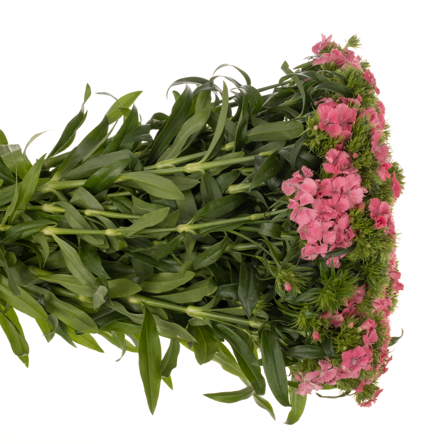 Bartnelke rosa Aldo Rose 60cm