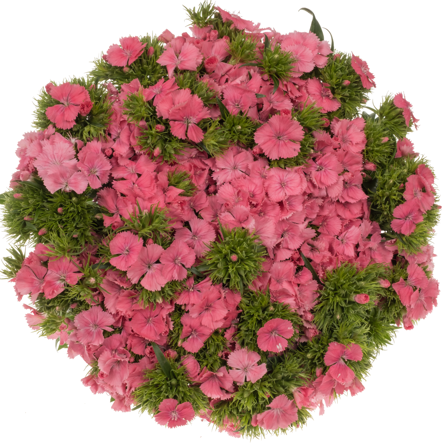 Bartnelke rosa Aldo Rose 60cm