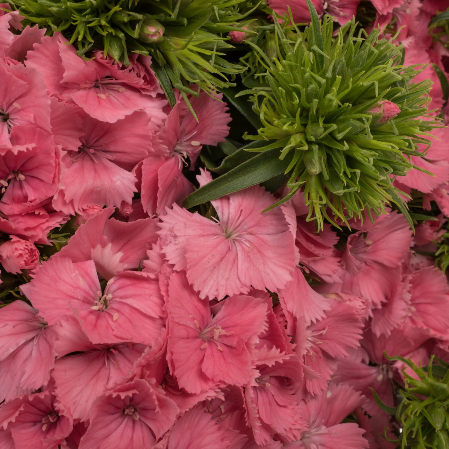 Bartnelke rosa Aldo Rose 60cm